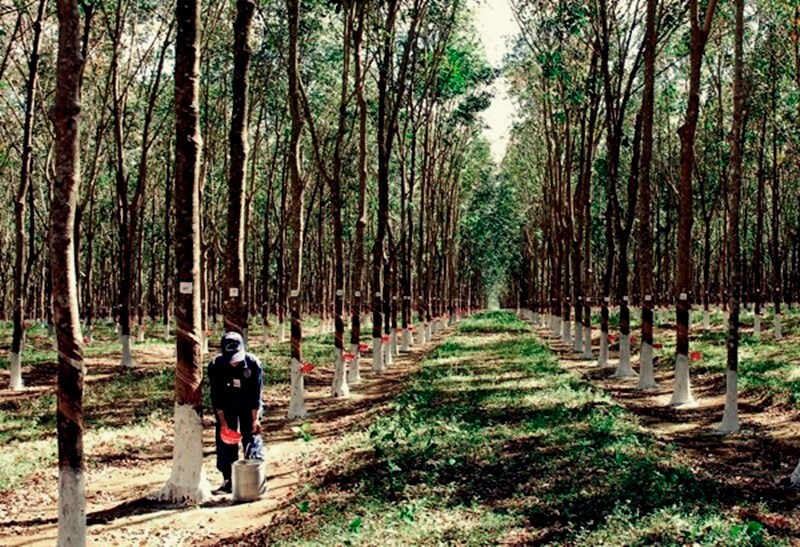 Diện tích trồng cây cao su tại các tỉnh Tây Nguyên